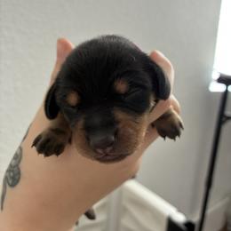 Dachshund Puppies from Mavericks Mini Dachshunds