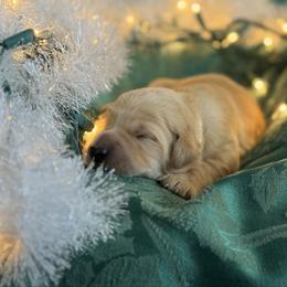 4th Pick Male - Golden male Golden Retriever puppy in De Beque, Colorado from The Wildfire Ranch