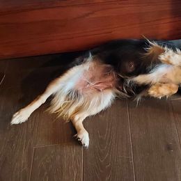 Miniature Australian Shepherd All Grown Up from NowWhat Designs
