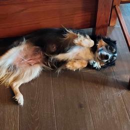 Miniature Australian Shepherd All Grown Up from NowWhat Designs