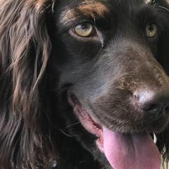 Boykin Spaniels from Lost Branch Boykin Spaniels