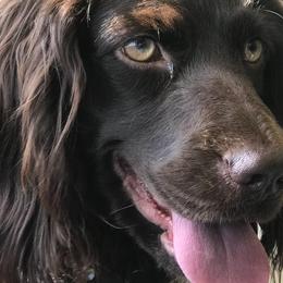 Boykin Spaniels from Lost Branch Boykin Spaniels