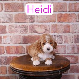 Heidi - Red  female Goldendoodle puppy in Calhoun, Georgia from Happy Top Doodles