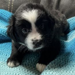 Miniature American Shepherds from Janice's Mini American Shepherds
