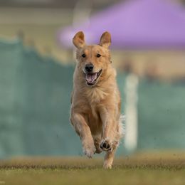 Stella - Golden Retriever