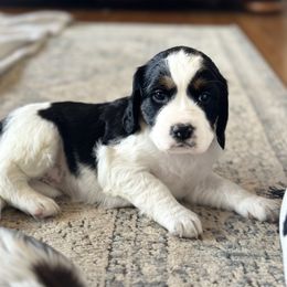 English Springer Spaniel Puppies from Murphy Farms and Springers