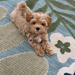 Slushy - Apricot male Maltipoo puppy in Buford, Georgia from Petite Posh Puppies