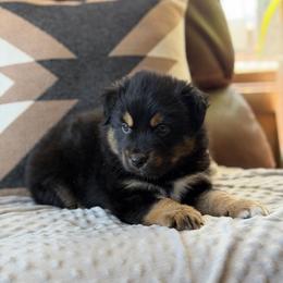 Drogon - Black tri male Miniature Australian Shepherd puppy in Cody, Wyoming from Quartz Creek Aussies
