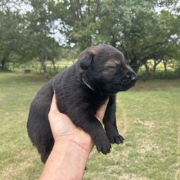 Mena - Sable female German Shepherd puppy in Milan, Illinois from Stonewick German Shepherds