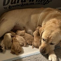 Labrador Retriever Puppies from Heather Luis