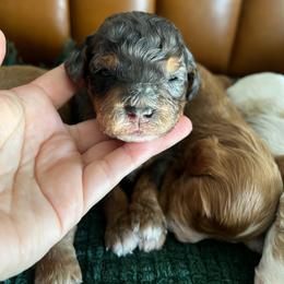 Brooks - Merle male Goldendoodle puppy in Ottawa, Ohio from Simply Beautiful Goldendoodles