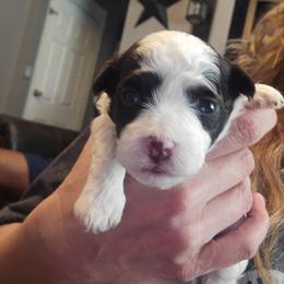 Boy1 - Chocolate male Havanese puppy in Columbus, Ohio from Havanese Puppies Columbus