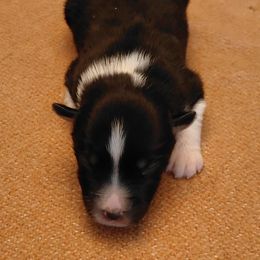 Arthur - Black tri male Miniature American Shepherd puppy in San Benito, Texas from Vaquera's Miniature American Shepherds