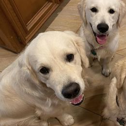 Golden Retrievers from Golden Girls