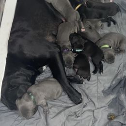 Cane Corso Puppies from Ruby Mountain Royalty