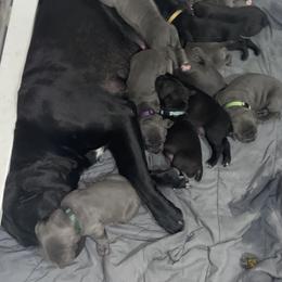 Cane Corso Puppies from Ruby Mountain Royalty