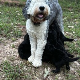 Old English Sheepdog, Poodle, and Sheepadoodle Puppies from Love Tallulah Sheepadoodles LLC