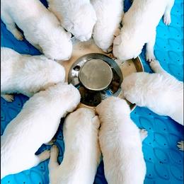 German Shepherd Puppies from PatriotPups.org