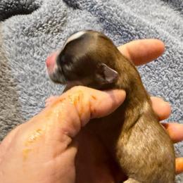 Sofia - Black sabled fawn female Chihuahua puppy in Seneca, Missouri from Stephanie’s Puppy Colony