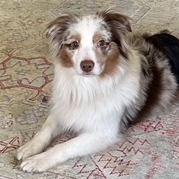 Freddie - Miniature American Shepherd