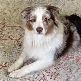 Freddie - Miniature American Shepherd