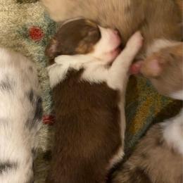 Myrtle - Red tri female Miniature Australian Shepherd puppy in California, Kentucky from Sonlight Ridge Aussies