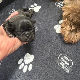 Bandit - Black and white male Shih Tzu puppy in Reddell, Louisiana from TINYSHIHTZUFURU