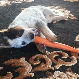 Australian Cattle Dog Puppies from RnB Cattle Dogs