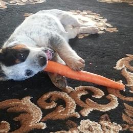 Australian Cattle Dog Puppies from RnB Cattle Dogs