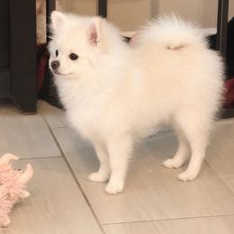 Pomeranian puppies from Pomeranian Puppies