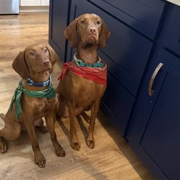 Vizslas from Alaea Farm & Kennel