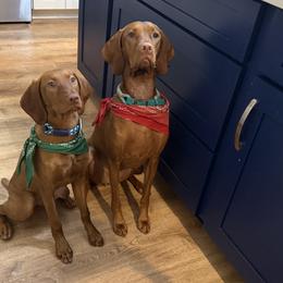 Vizslas from Alaea Farm & Kennel