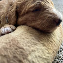 Bernedoodle Puppies from Birdies Mini Bernedoodles
