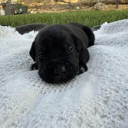 Vader - Black male Cane Corso puppy in Utah from 3Lake Kennelz