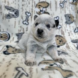Coco - Blue female Australian Cattle Dog puppy in Olive Hill, Kentucky from Tompkins Farm