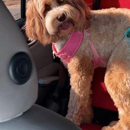 Magnolia - Australian Labradoodle