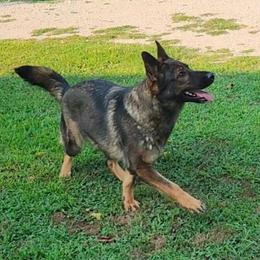 Brendy - German Shepherd