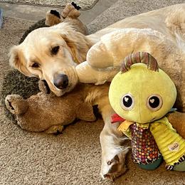 Golden Retrievers and Labrador Retrievers from North Coast Retrievers