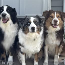 Australian Shepherds from White Tail Australian Shepherds