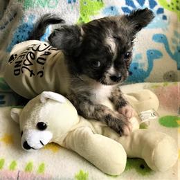 Chihuahua Puppies from Chilove Chihuahuas