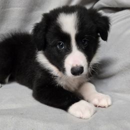 Boy 2 - Black and white male Border Collie puppy in Richland, Pennsylvania from Winter Creek Border Collies