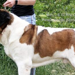 Saint Bernards from Sierra Nevada Saints