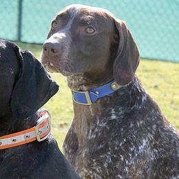 German Shorthaired Pointers from Hunter Station Canines