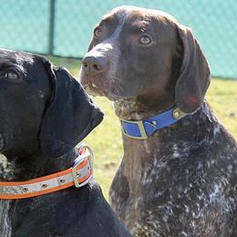 German Shorthaired Pointers from Hunter Station Canines