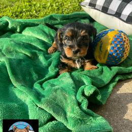 Yorkshire Terrier Puppies from TK PUPS