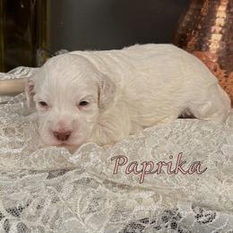 Paprika - Caramel female Australian Labradoodle puppy in Decatur, Alabama from Southern Meadows Doodles