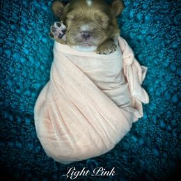 Girl 2 - Cavapoo puppy in Spokane, Washington from Treasured Cavaliers of the Pacific Northwest