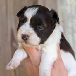 Girl 4 - Parti female Miniature Schnauzer puppy in Brenham, Texas from Ashley Martinez