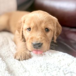 Companion Cross Puppies from Happy Tails Mini Goldens