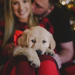 Golden Retrievers from Golden Dreams Goldens